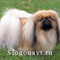 Пекинес