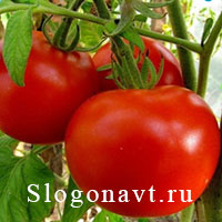 Помидор