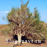 Саксаул