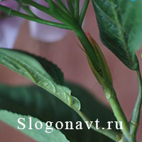 Стебель