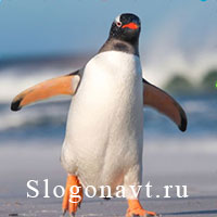 Пингвин