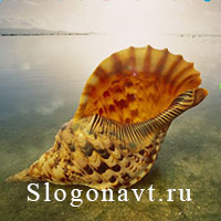 Ракушка