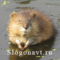 Ондатра