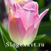 Тюльпан