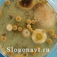 Плесень