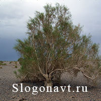 Саксаул