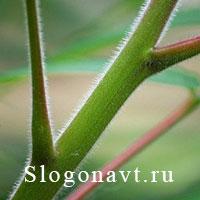Стебель