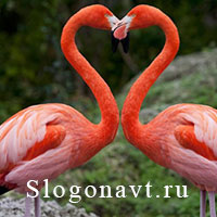 Фламинго