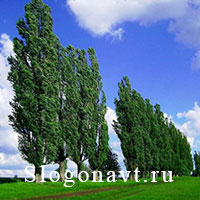 Тополь