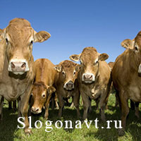Скот