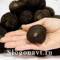 Трюфель