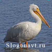 Пеликан