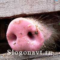 Пятачок