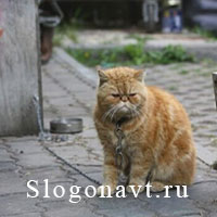 Привязь