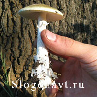 Поганка