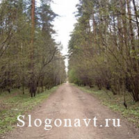 Просека