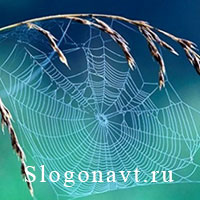 Паутина