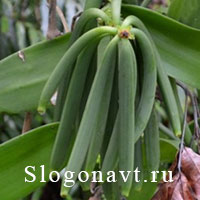 Стручок