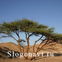 Саксаул