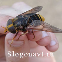 Слепень