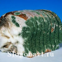 Плесень