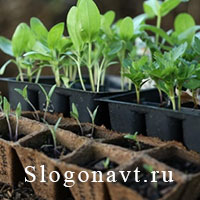 Рассада