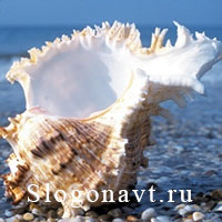 Ракушка