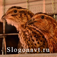 Перепел