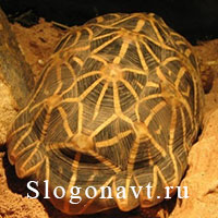 Панцирь