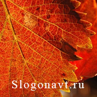 Прожилки