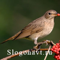 Соловей