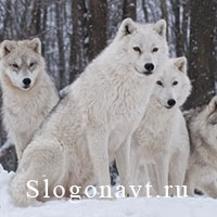 Стая