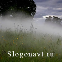 Пелена
