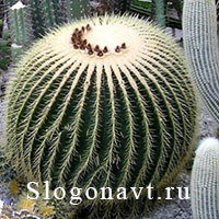 Кактус