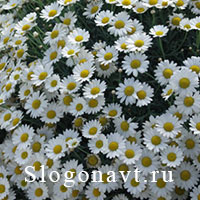 Ромашка