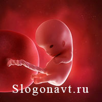 Зародыш
