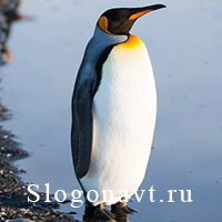 Пингвин