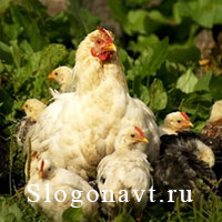 Наседка